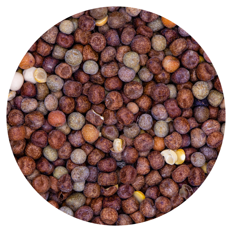 Erwten Maple Peas (Engelse)