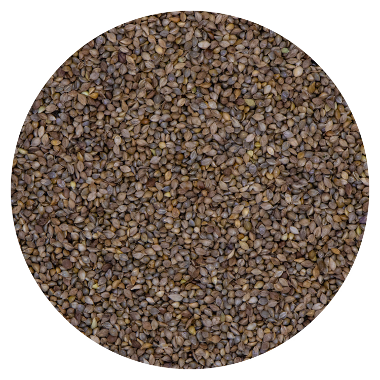 Millet Japans