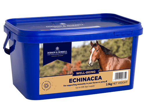 Echinacea