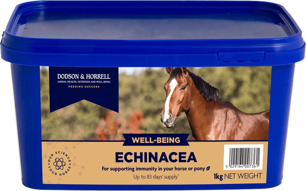 Echinacea - 3