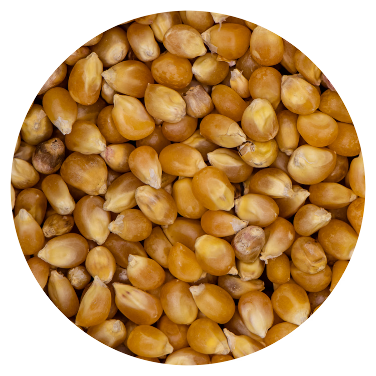 Maïs - Popcorn "consumptie"