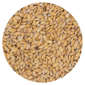 Paddy rijst