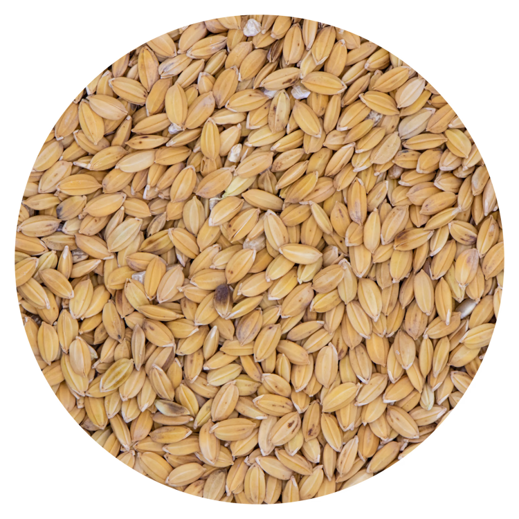 Paddy rijst