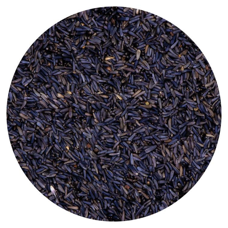 Nigerzaad kiem