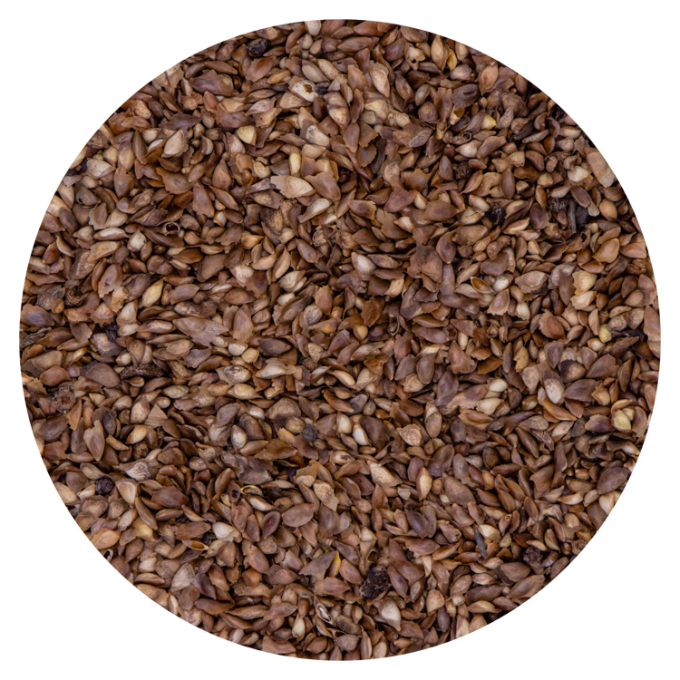 Larikszaad