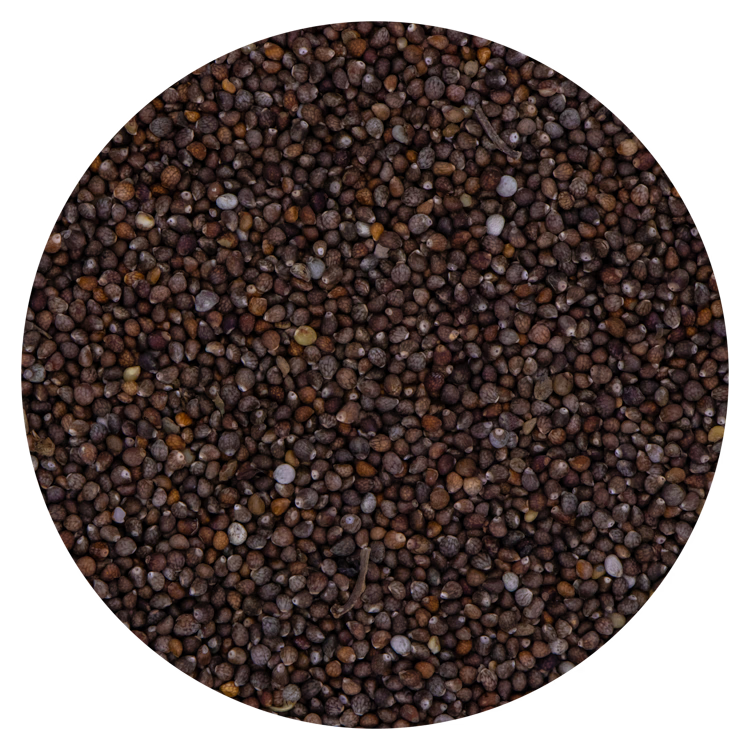 Perilla bruin