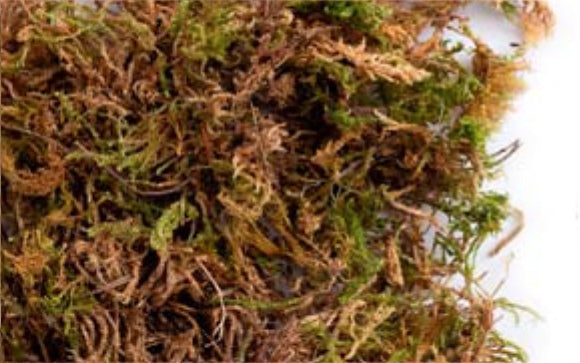 MOSS 500 g