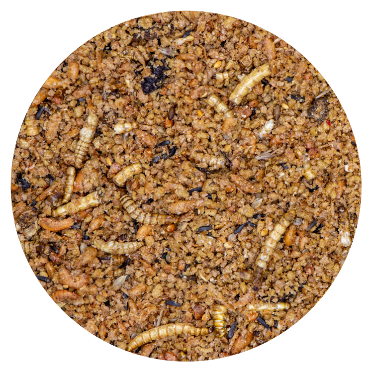 Insect Patee +Spirulina - 2